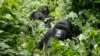 Parc national des Virunga, Est de la RDC, le 25 novembre 2008. 