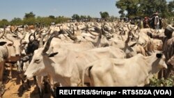 Wasu Dandazon Wasu Shanun Makiyaya