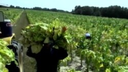 Amerika dalalaridagi muhojirlar/Immigration Reform US Farmers