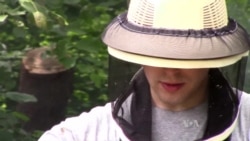Amateur Beekeepers Encourage Spread of Apiaries