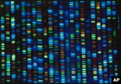 This undated image made available by the National Human Genome Research Institute shows the output from a DNA sequencer. An international team described the sequencing of a complete human genome, the set of instructions to build a human being. (NHGRI via AP)