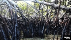 Manglares con restos del hidrocarburo derramado en las costas del estado Falcón, en Venezuela. Foto cortesía de la Fundación Azul Ambientalistas. 