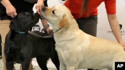 Labrador retrievers Theo, left, and Reggie are introduced as examples of the top-ranked dog breed by the American Kennel Club, in New York, March 21, 2017. Labs hed the top spot for a 26th straight year.