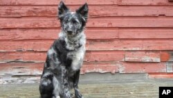 This undated photo, provided by the American Kennel Club, shows the Mudi breed. (American Kennel Club/Amanda Haldeman via AP)