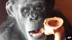 Ninety-eight percent of a chimpanzee's DNA is identical to that of humans.