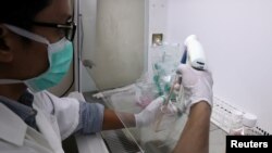 A researcher prepares Sumatran Rhinoceros cells for research at a laboratory in International Islamic University, in Kuantan, Malaysia June 30, 2020. (REUTERS/Lim Huey Teng)