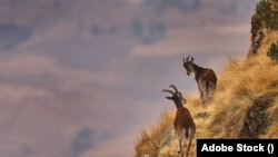 በኢትዮጵያ ውስጥ ብቻ እንደሚገኝ የሚነገርለት የአይቤክስ ዝርያው ዋልያ