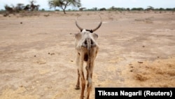 (ፎቶ ፋይል፡ ፎቶዎቹ ከአንድ ዓመት በፊት በኢትዮጵያ የተለያዩ አካባቢዎች የተከሰተ ድርቅ እና የውሀ እጥረት ማሳያ ናቸው)