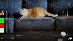 This image shows a frame from a 15-second ultra-high-definition video featuring a cat named Taters which was streamed via laser from deep space by NASA on December 11, 2023. (NASA via AP)