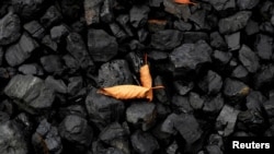 煤堆上的兩片黃葉