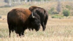 #AmerikaManzaralari - Grand Teton