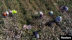 中国新疆哈密的农民在摘棉花。（2018年10月14日）