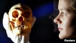 A model of a Homo floresiensis skull — the original was found on a remote Indonesian island — is held by an employee at the Science Museum in London.