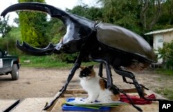 Colombia Japan Pet Beetles