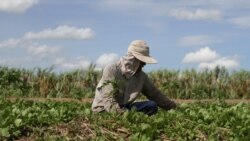 កសិករ​ដាំ​បន្លែ​ខ្លះ​សង្ឃឹម​ស្តារ​ការ​ខាតបង់​ឡើង​វិញ​ ខណៈ​អនាគត​ទីផ្សារ​ផលិតផល​មិន​នឹងនរ​ក្នុង​វិបត្តិ​កូវីដ១៩