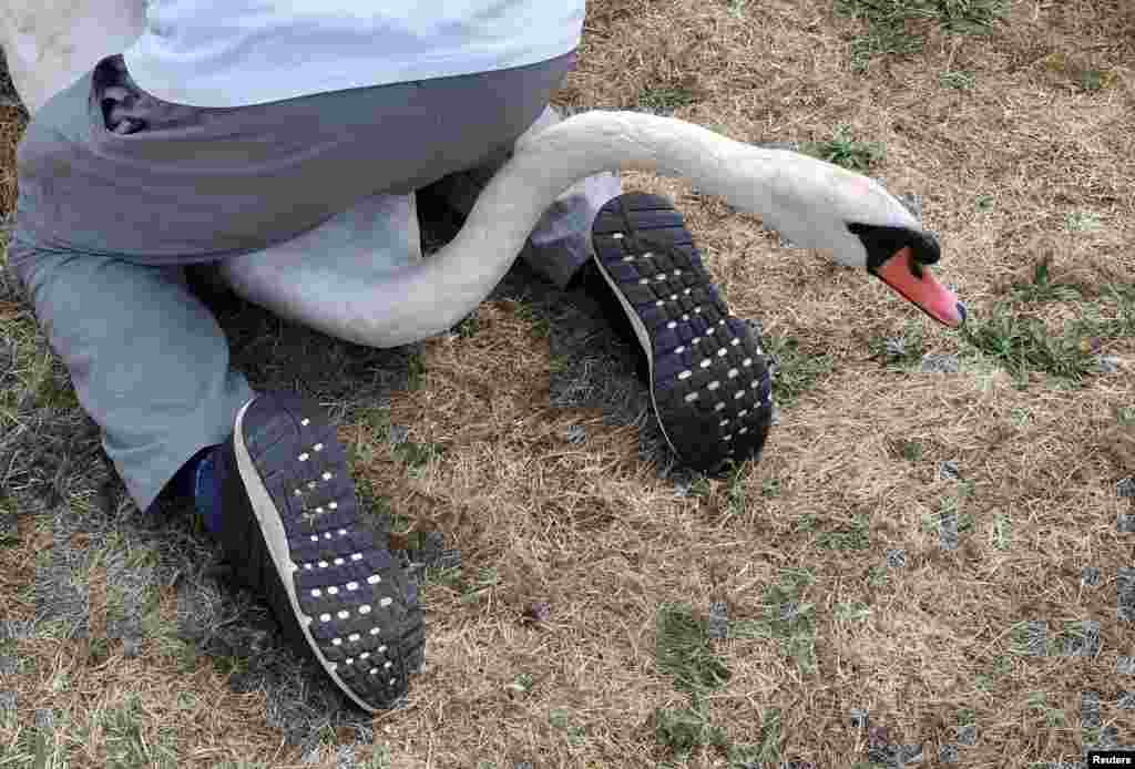 Officials record and examine cygnets and swans during the annual census of the Queen's swans, known as 'Swan Upping', along the River Thames near Chertsey, Britain.