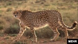 عکسی از یک یوزپلنگ ایرانی