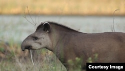 Animals on the Brink of Extinction