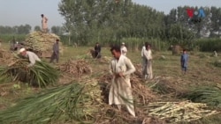 د پښتونخوا د کروندګرو تنظیم وایي زرعي ټيکسونه نه شي زغملی او حکومت دې دغه قانون ته بیا کتنه وکړي