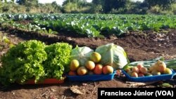 Campo agrícola, Tete, Moçambique