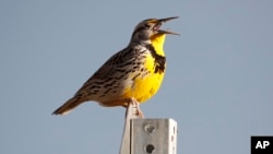 Hearing different types of birdsong may make you happier. Here, a western meadowlark sings in the Rocky Mountain Arsenal National Wildlife Refuge in Commerce City, Colorado, April 14, 2019. (AP file photo) 