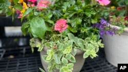 This photo provided by Jessica Damiano shows a professionally planted container on display at Hicks Nurseries in Old Westbury, NY. (Jessica Damiano via AP)