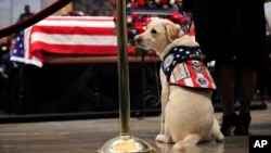 Sully, former President George H.W. Bush's service dog, pays his respect to President Bush as he lie in state at the U.S. Capitol in Washington, Tuesday, Dec. 4, 2018. (AP Photo/Manuel Balce Ceneta)