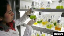 A biochemist shows different types of microalgae for the study and manufacture of a biofuel in high displacement diesel engines for reducing emissions of gases and particulate matter in Santiago, Chile, June 28, 2017.