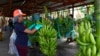 Un trabajador comienza a clasificar racimos de plátanos poco después de la cosecha en una planta empacadora en Los Ríos, Ecuador, el martes 15 de agosto de 2023.