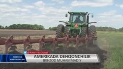 Dehqon bo'lsang shudgor qil?