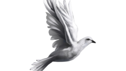 ዲሞክራሲ በተግባር /ርዝመት -7ደ56ሰ/