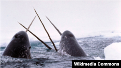 ภาพสิ่งมีชีวิตแปลกประหลาดใต้ทะเล