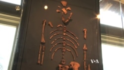 Looking Back at Lucy: Ancient Bones Still Carry Powerful Message