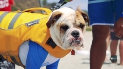 Спіймати хвилю: як у Каліфорнії собак вчать серфінгу. Відео