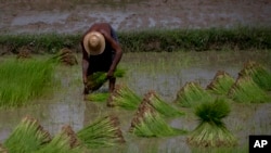 Myanmar Rice Farmers